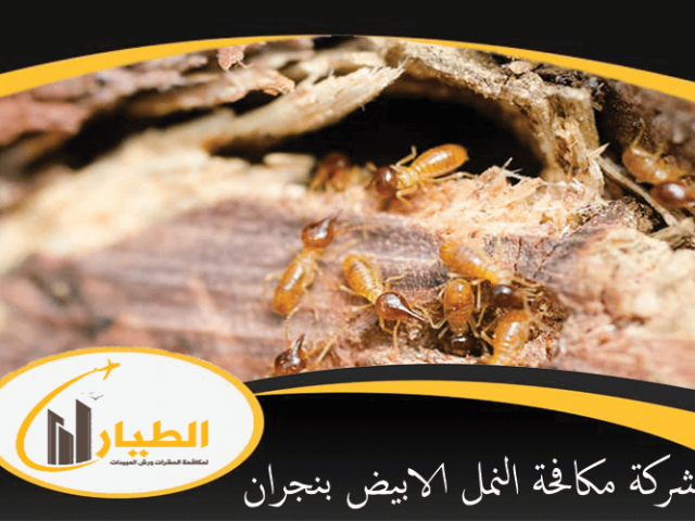شركة مكافحة النمل الابيض بنجران